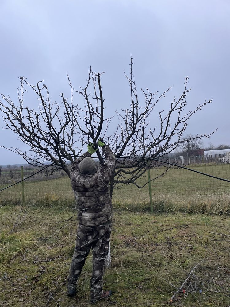 Cosmetizare / taiere pomi fructiferi!