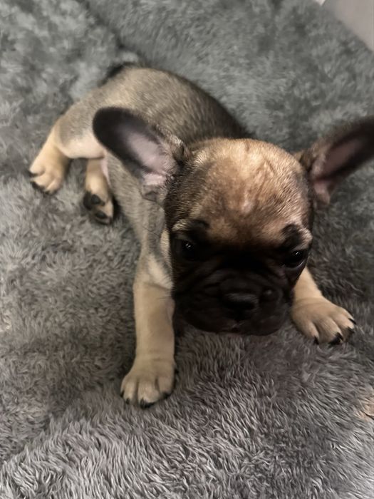 Pui Bulldog Francez Mascul Maro
