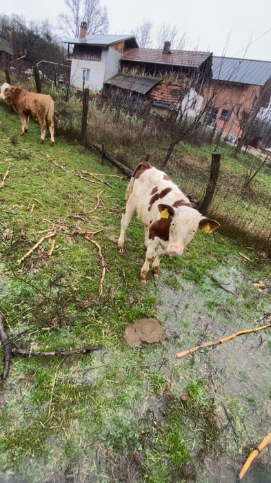 Vând doi vitei si o vitea