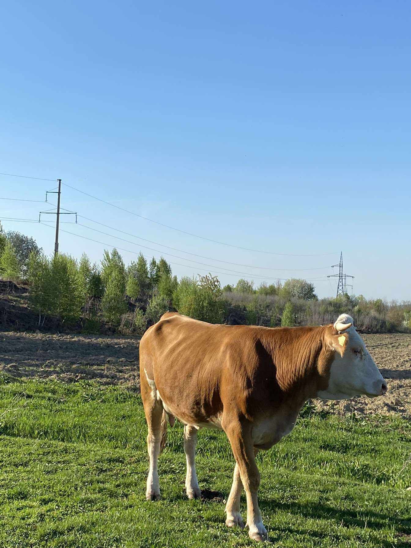 Vând 2 vaci, 2 juninci și 2 vitei