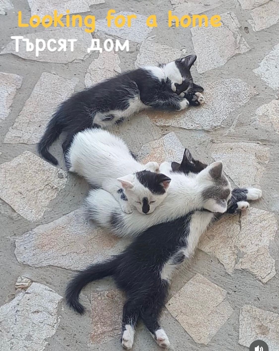 Подарявам малки котета