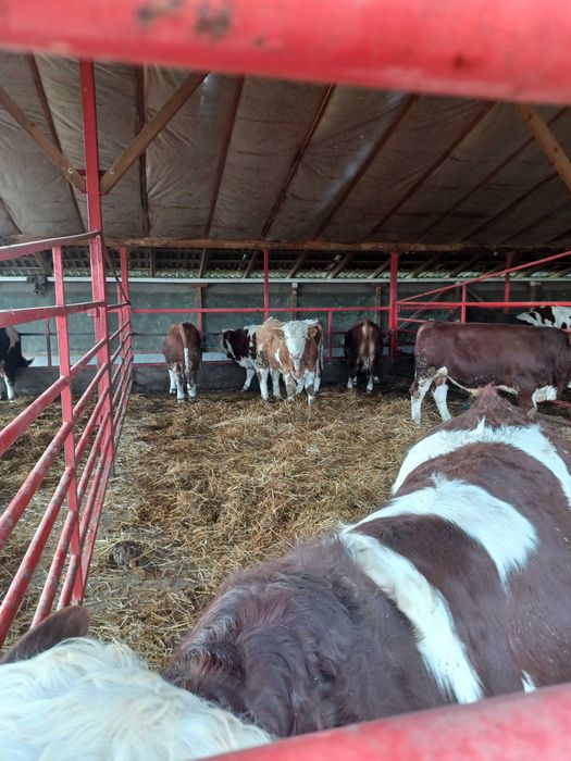 Vand taurasi baltati.