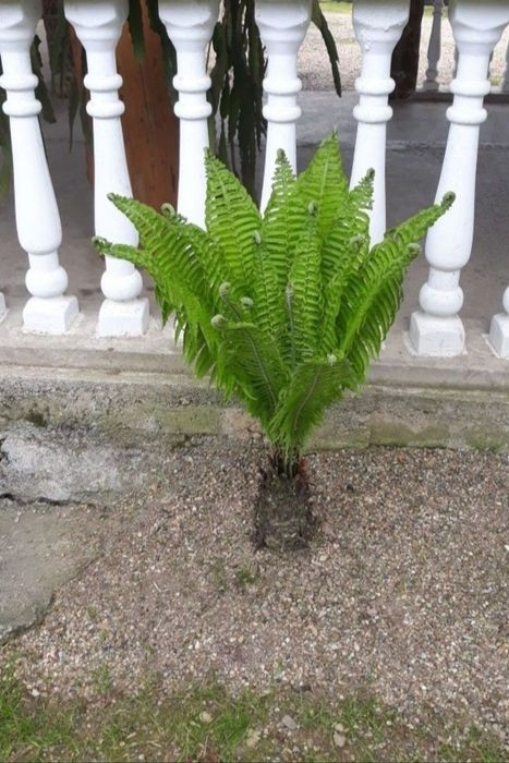 Feriga decorativa ( Pana strutului)