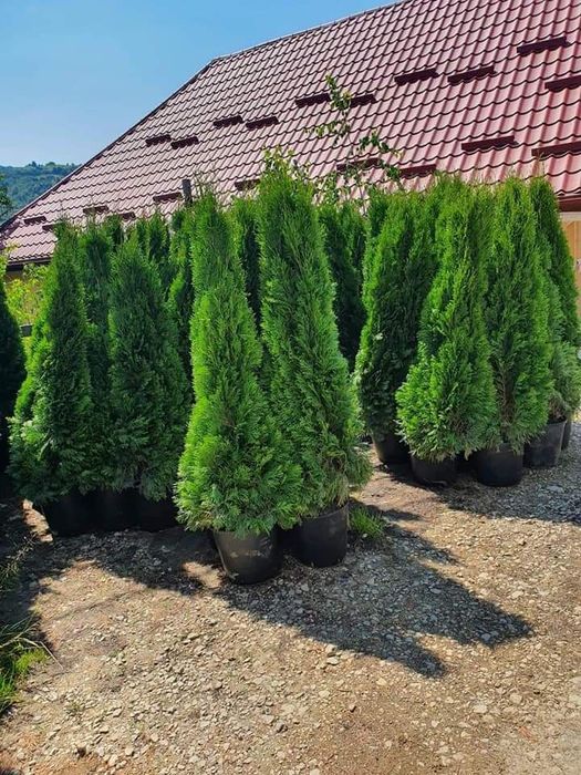 Tuia smarald Tuia leilandi columnaris mesteacăn