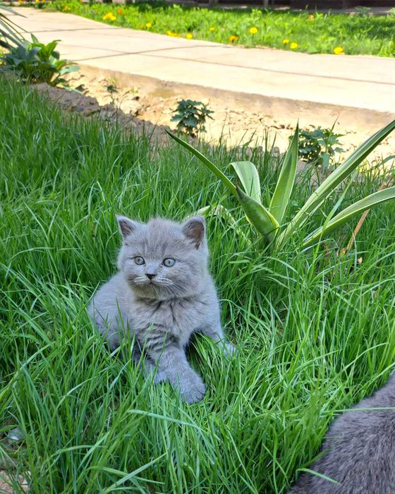Scottish Fold mushukchalar