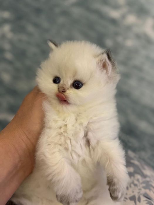 Britanskiy color point