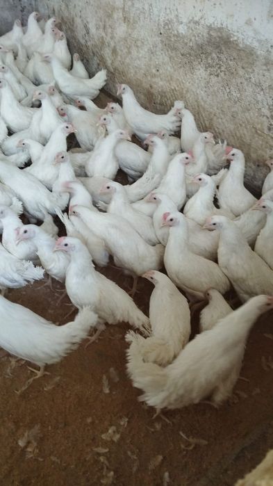 Продам молодых курочек.