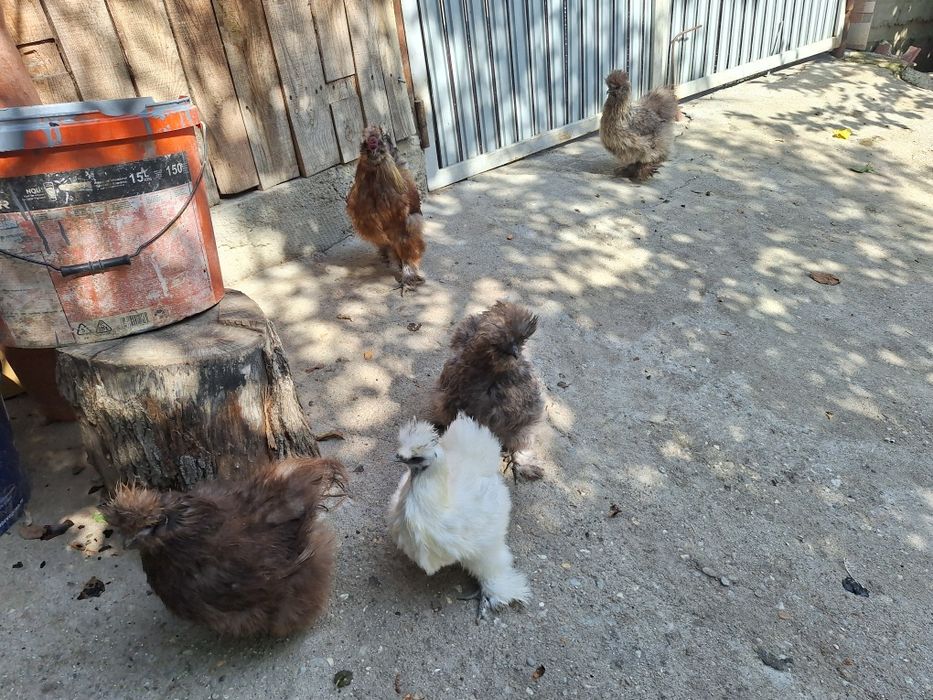 Vând Famile Mătase Japoneza 4+1