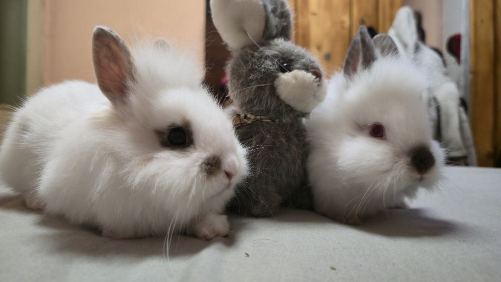 Декоративни зайчета