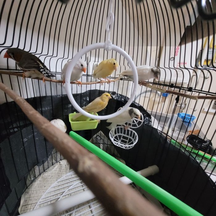 Juft kanareyka va juft amadina ikkita kanareyka jo‘ja bir yarim oylik