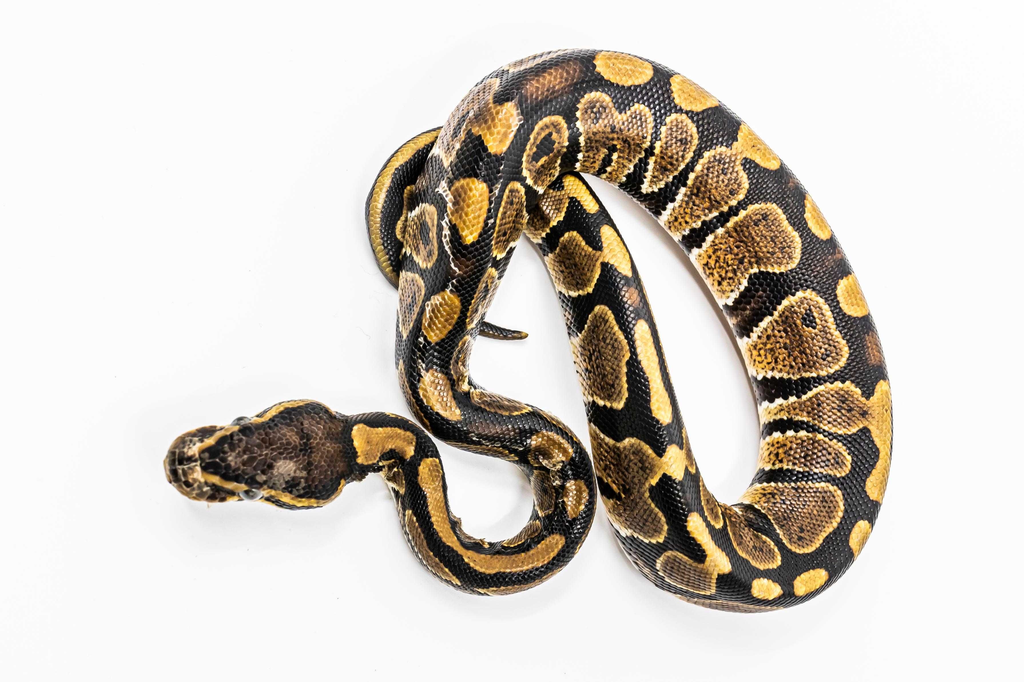 Pitoni Regali (Python Regius) juvenil
