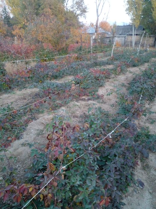 Продам ежемалину сорт Натчис
