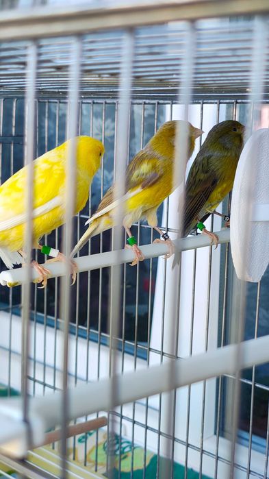 Продавам Канарчета Орфей