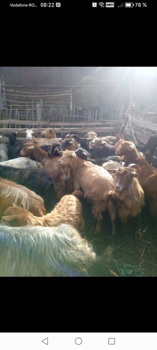 Capre de vânzare tinere 26 și 4 țapi