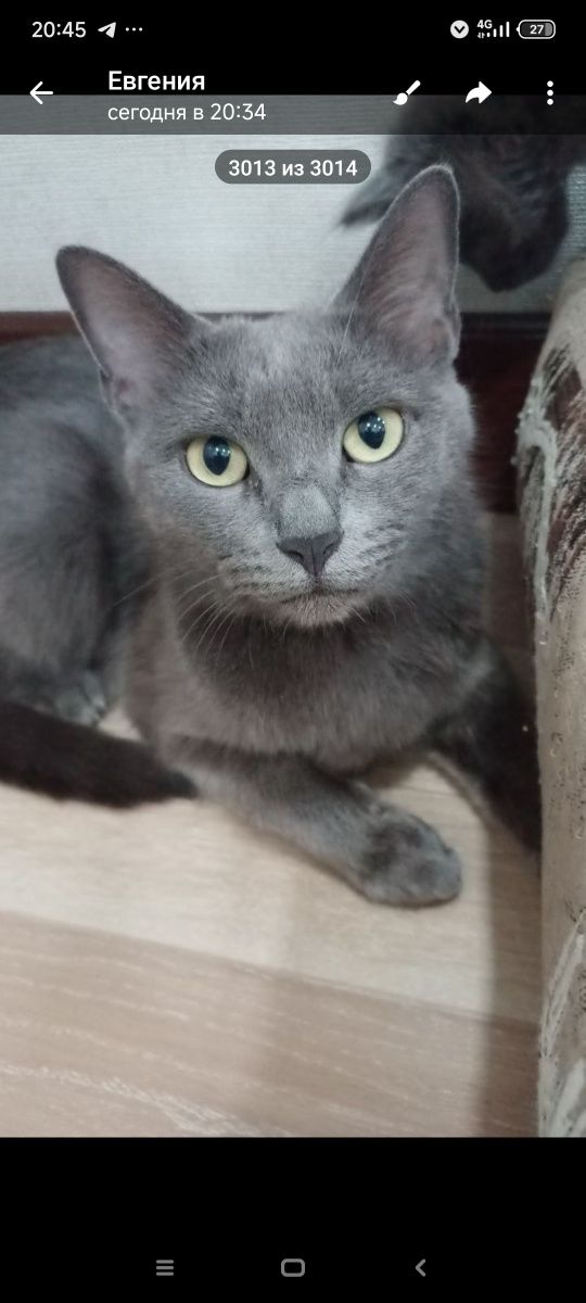 Блю рашн котята 3 штуки