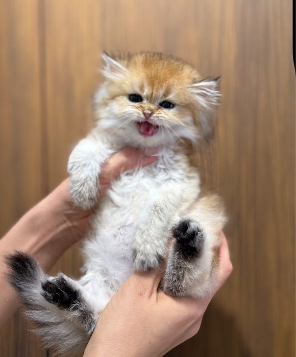 Шотландские котята с документами