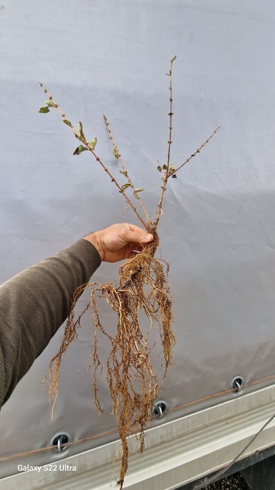 Plante Coacaz Aronia Afin