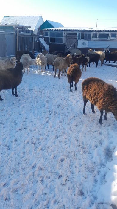 Срочно, кой сатам