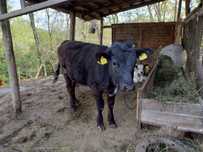 Vând junica, are 8 luni, 280 - 300kg