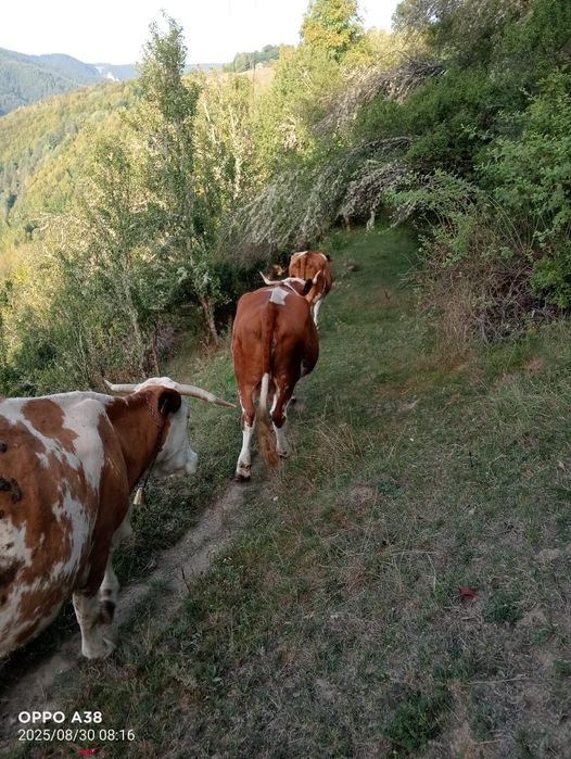 "Vând vaca preț 7000 usor negociabil"