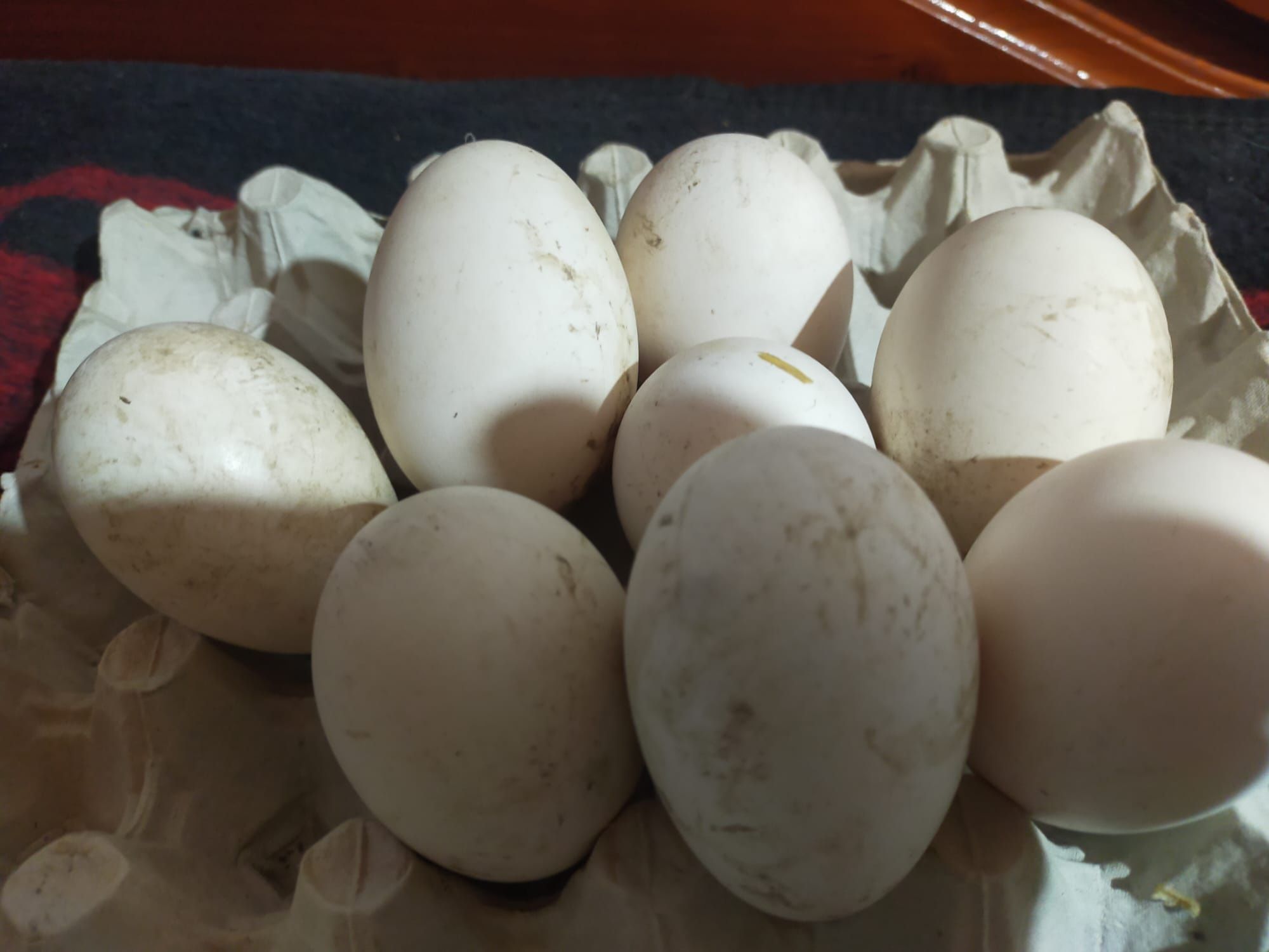 Ouă gâscă pt incubat