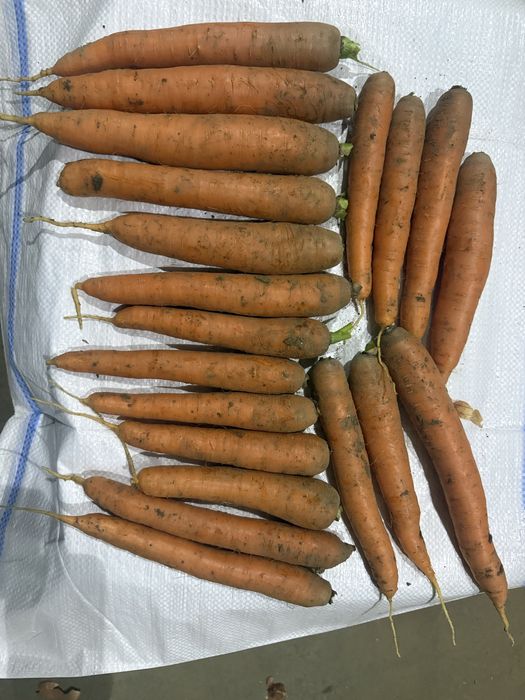 Vand morcov, patrunjel, pastarnac