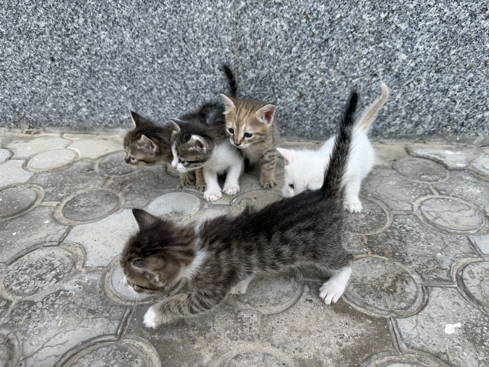 Отдам котят в хорошие руки