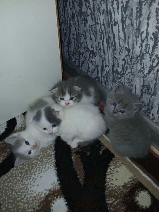 Котята даром в хорошие руки 50%  Scottish fold