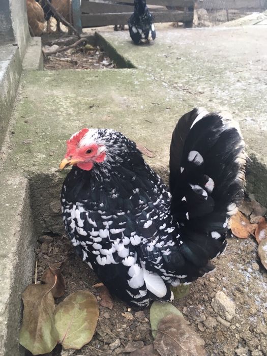 Găini Chabo Bobat (origine Ungaria si Bulgaria) de Vânzare