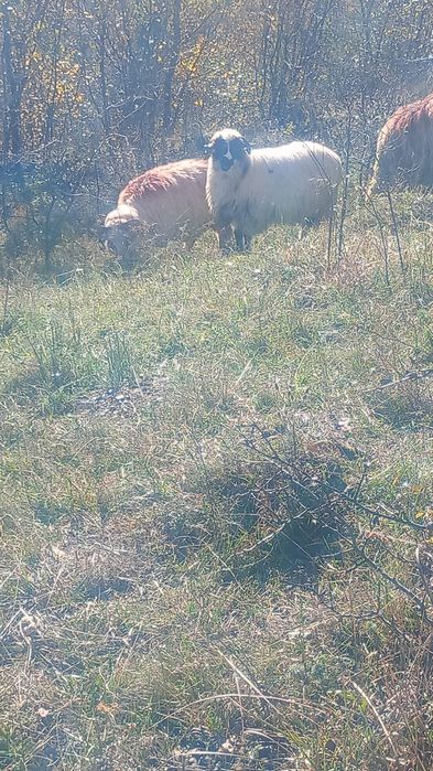 De vânzare oi 4breze,1 berbecuț breaza,,3oachese și o bucalaie