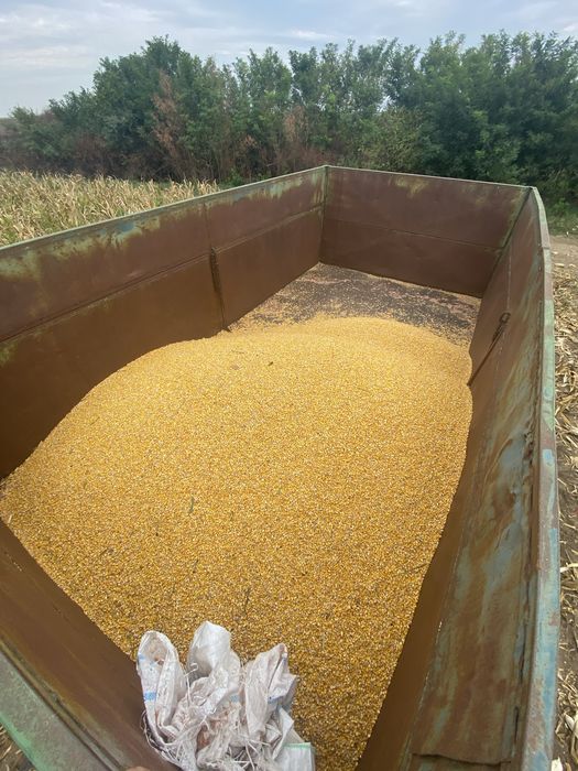 Porumb recolta noua 2025