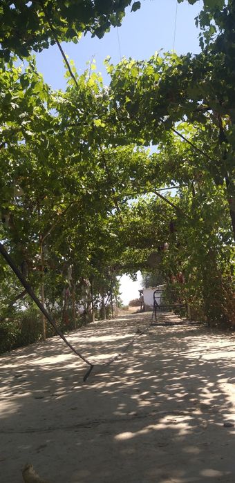 Уй сотилади 15000 Бука