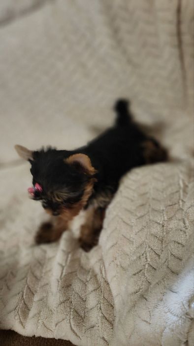 Мини йоркширски териер