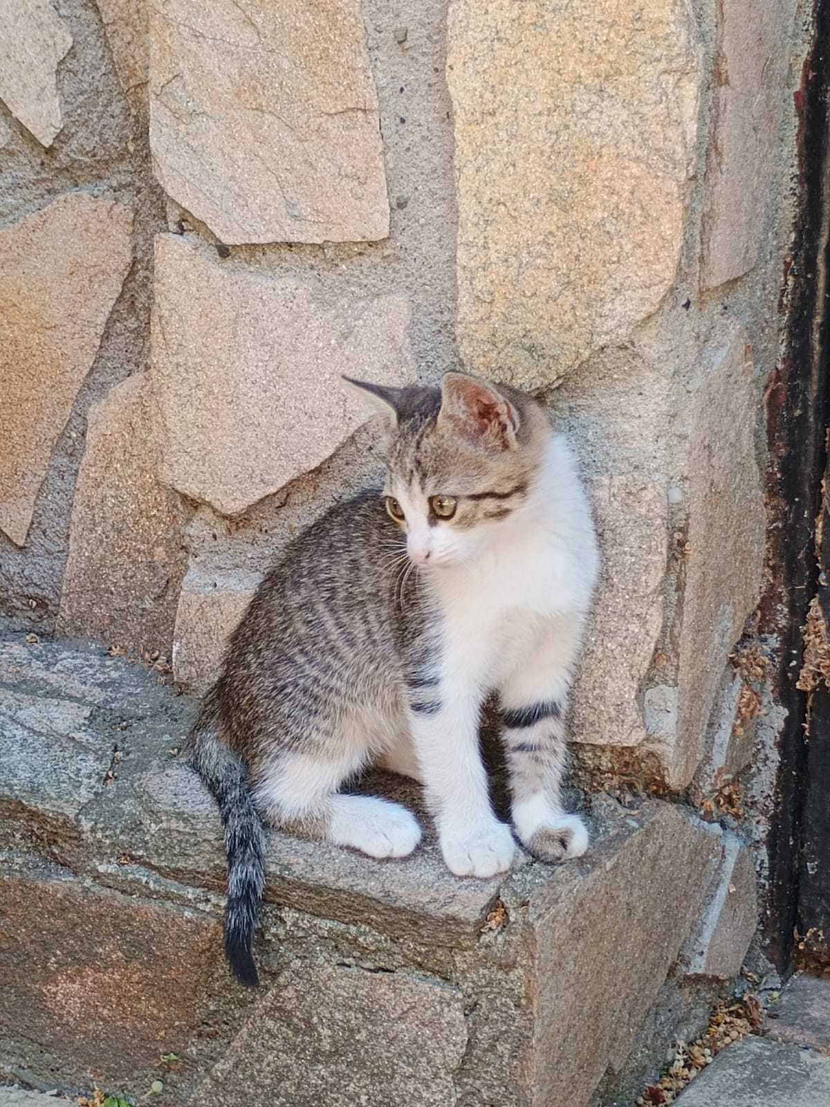 Подарявам котенца