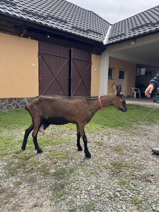 Capră din rasa alpină franceză la a doua fătare