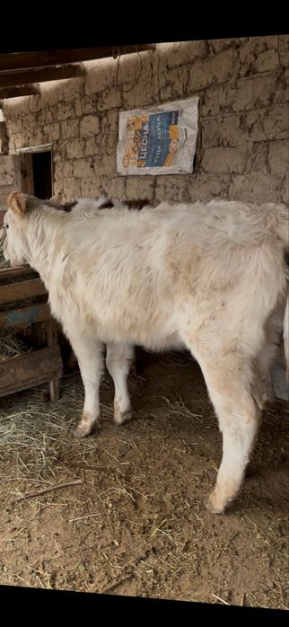 ургашы бузаулар сатылады