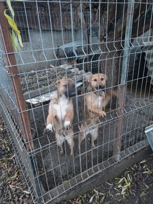 Ofer spre adoptie 2 cateluse Metis in varsta de 5 luni