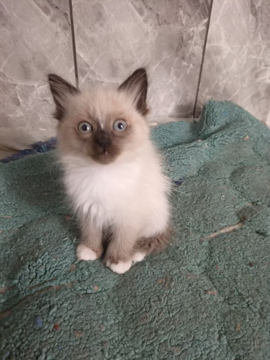 Puiuți Pisică  birmaneză
