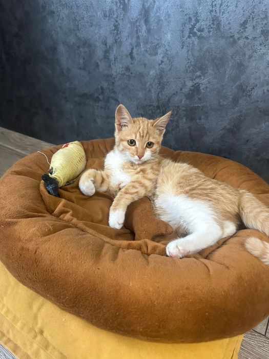 Отдам котенка в добрые руки