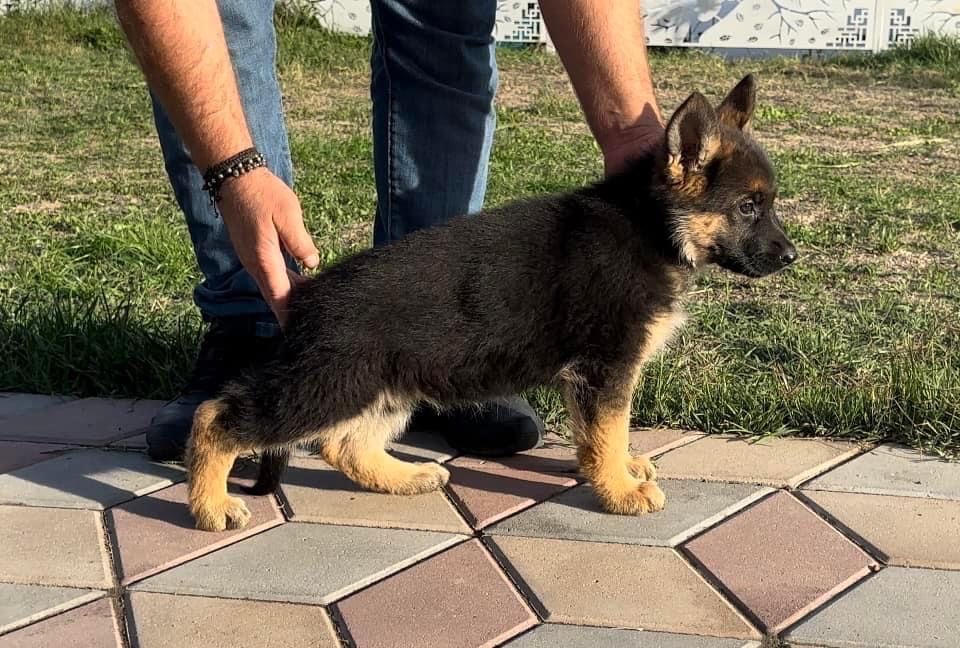 Pui ciobanesc german par scurt cu pedigree