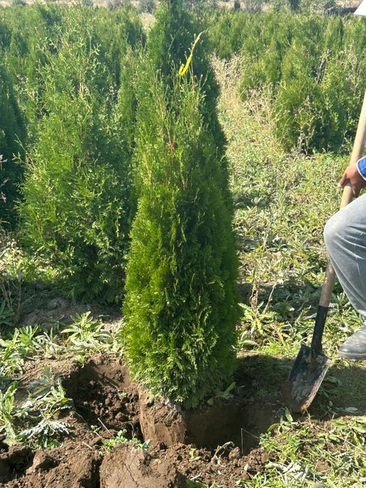 Туя смарагд высокого качества ЗВОНИТЕ прямо сейчас