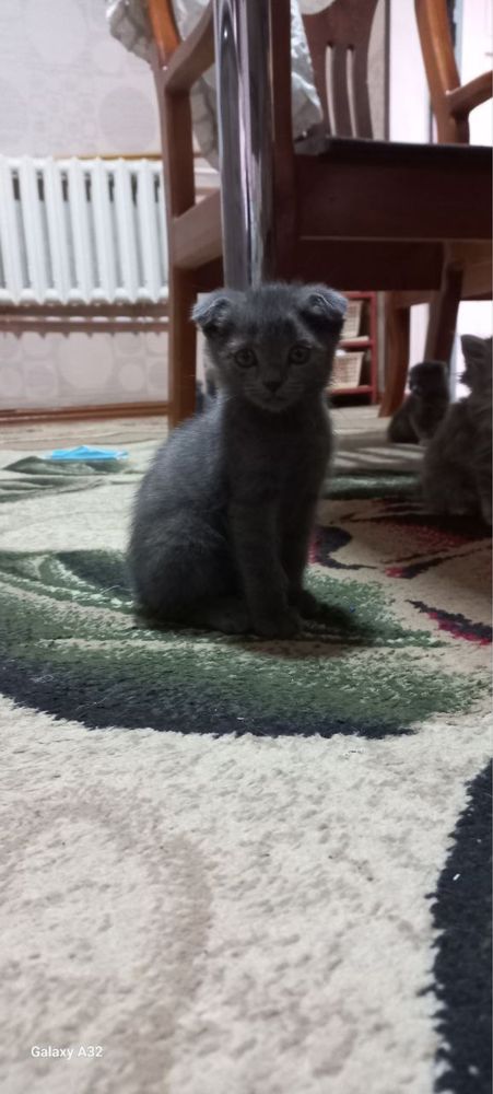 Продаются котята