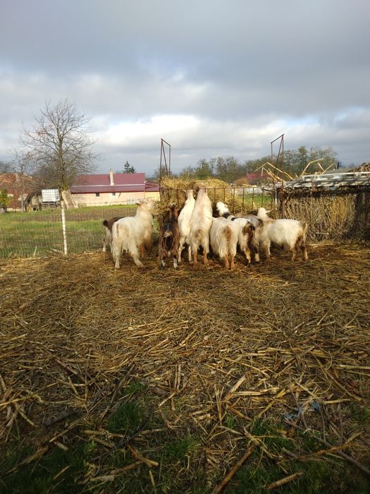 Vind capre sanen vind și iade și tapi