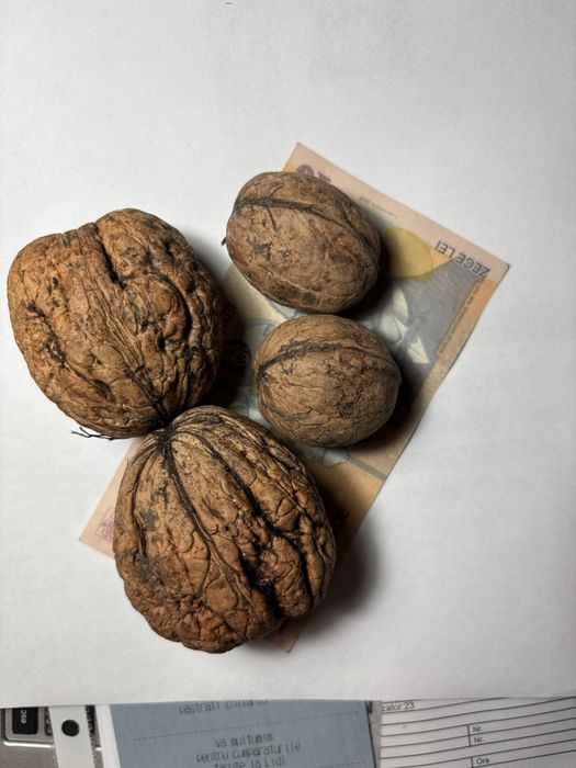 Nuci soiul Prezident