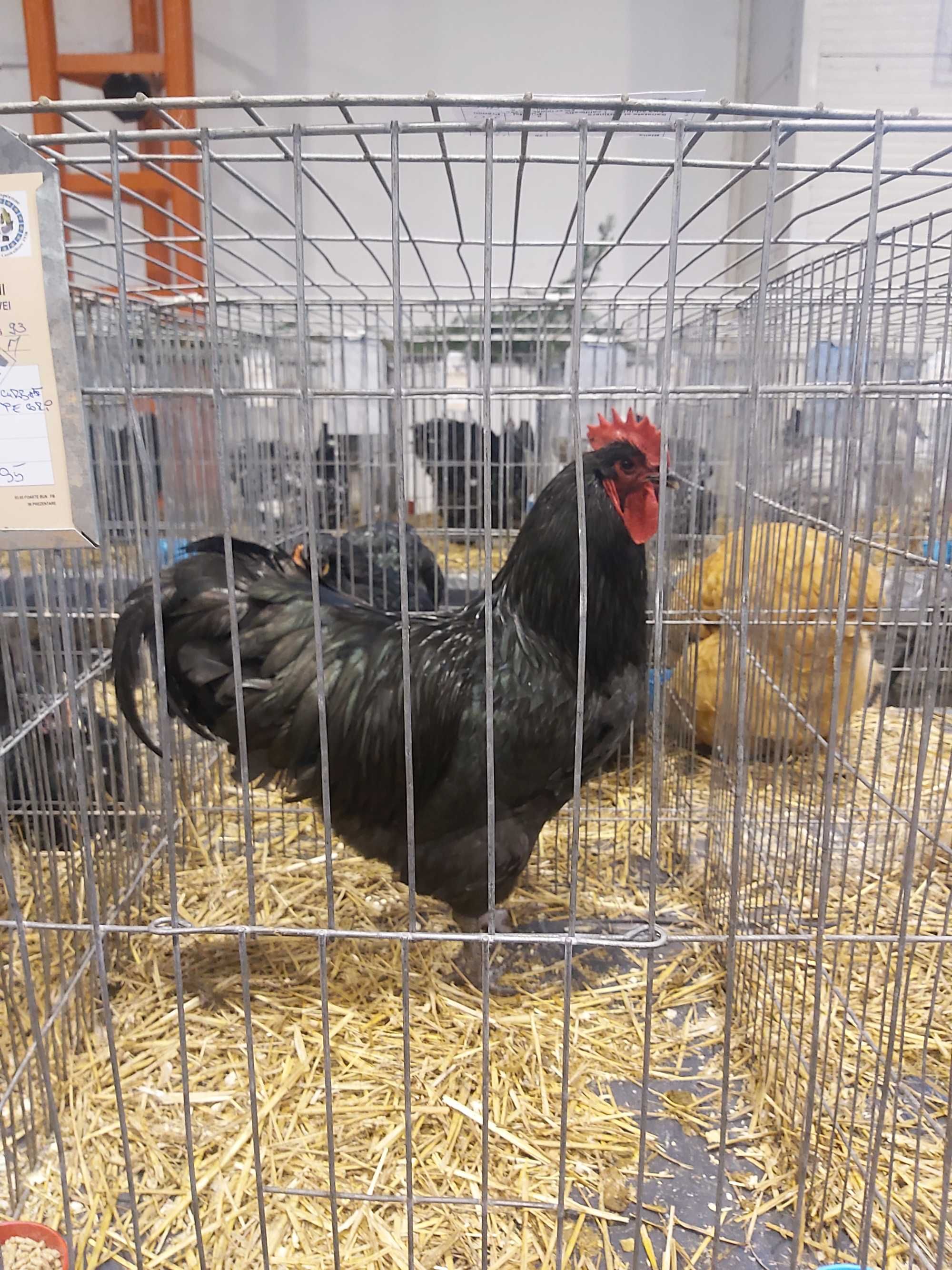 Oua Australorp Brahma Araucana Lakenvelder Mătase Wyandotte La fleche