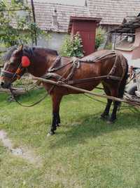 Cal de vânzare pentru sacrificat