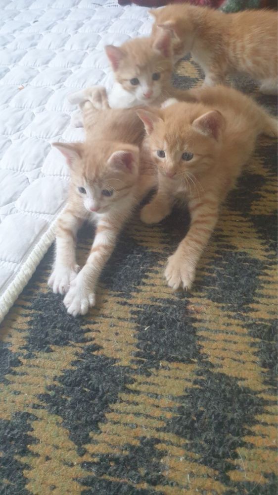 Домашный котенок