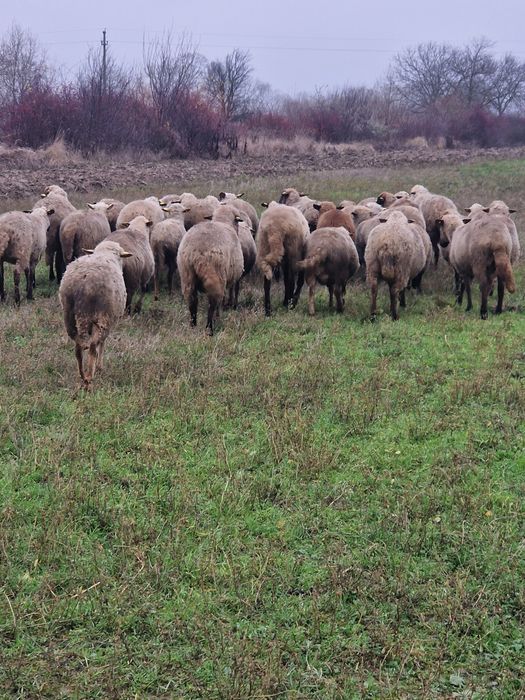 Oi de vanzare tinere