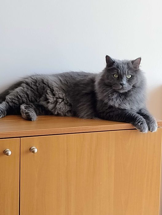 Подарявам мъжка котка