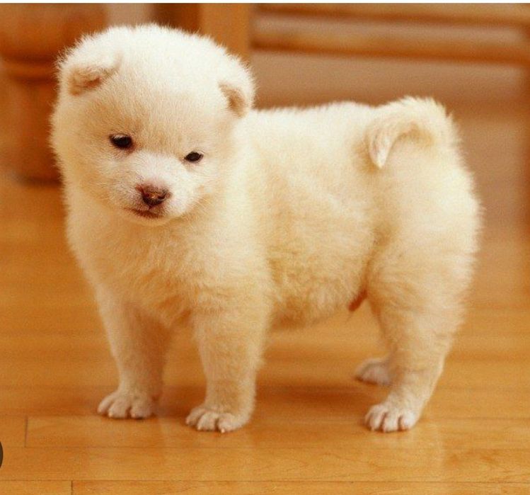 Продам щенка Барбос